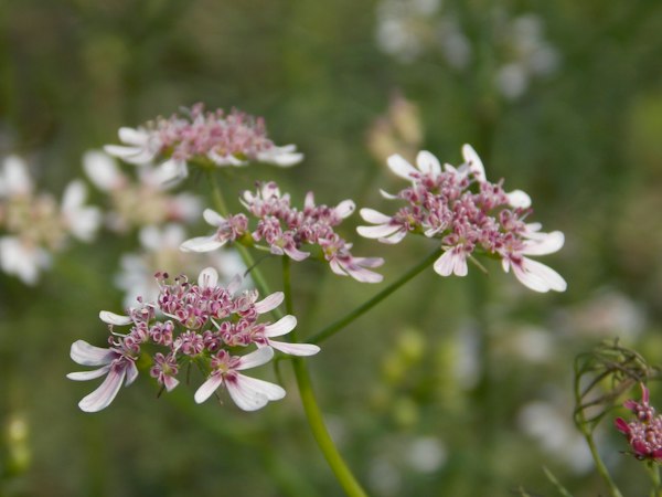 Coriander Leaves