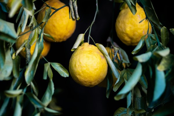 Lemon
