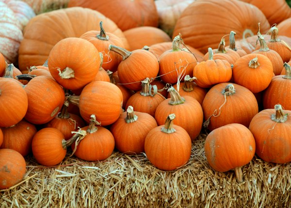 Pumpkin